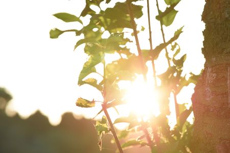 baalmann_fotografie_baeume_stadt_sonne.jpg