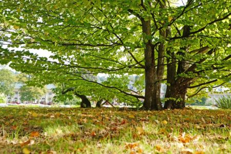 baalmann-fotografie_baum.jpg