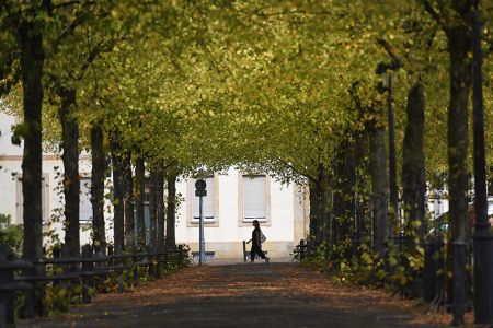 baalmann_fotografie_baeume_stadt_allee.jpg